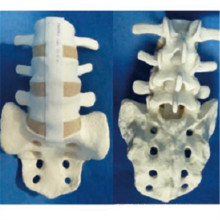 Vertebra Skeleton Anatomie Modell mit Sacrum für Demonstration